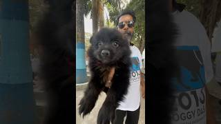 Black German Speech in Low Price 😳🔥shorts dog germanspitz [upl. by Boggs]