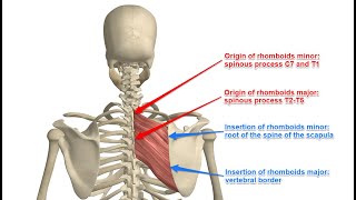 Two Minutes of Anatomy Rhomboid Major and Rhomboid Minor Rhomboids [upl. by Nonnel]