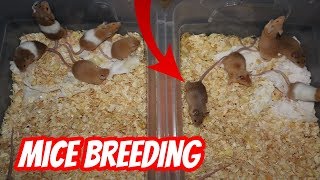 THE START OF MICE BREEDING [upl. by Bohrer801]