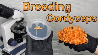 Breeding Cordyceps fungi  MultiAscospore isolation [upl. by Brigham445]