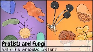 Protists and Fungi [upl. by Inoue]