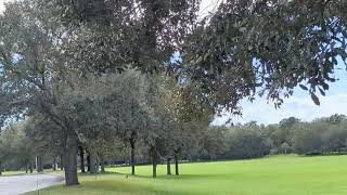 Boat Tailed Grackles Enjoy Expanse of Lawn Flanked by Trees at Oviedo Mall Florida [upl. by Harlamert384]