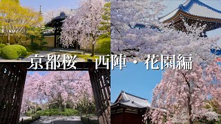 京都桜 西陣・花園編 [upl. by Ffirahs]