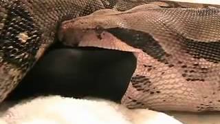 Largest Anaconda on the earth eating the entire Pig  Part2 [upl. by Neitsabes]