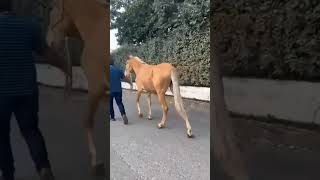 Golden Palomino mule 162 cmshortvideosshortsmulemulimulesmuladeiromuaresequinehorse [upl. by Ahsikat]