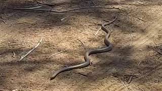 Western Brown Snake Pseudonaja nuchalis [upl. by Walczak995]