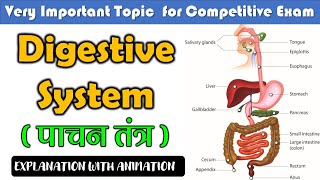 Digestive system पाचन तंत्र  Digestive system function  General science  SSC CGL  CPO [upl. by Yraunaj215]