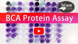 How to perform Protein quantification by BCA assay  Easy steps [upl. by Annekam]