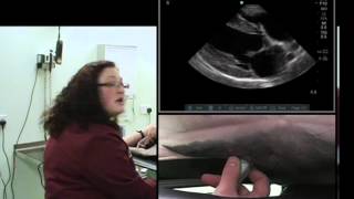 IMV imaging cardiac ultrasound video 4  Right parasternal long axis 4 chamber view [upl. by Tterej]