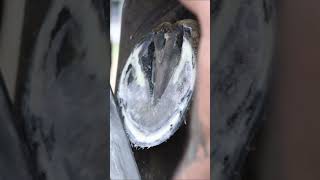 Rasping TIME shorts farrier satisfying asmr [upl. by Nednerb7]