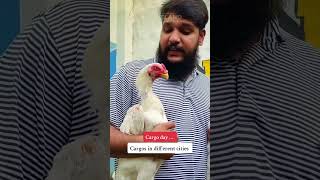 foryou hopeland birds shortsvideo pets [upl. by Annabal]