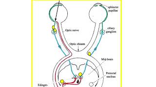 Pupillary Light Reflex OER [upl. by Cote]