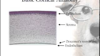 Corneal Anatomy [upl. by Tammy]