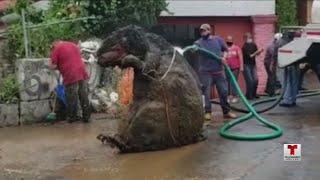 quotRata Gigantequot en la ciudad de México [upl. by Marie913]