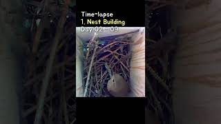 Time Lapse 1 Nest Building at Wrens Nest  집굴뚝새의 둥지짓기 타임랩스 [upl. by Mallen358]