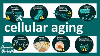 Cellular aging  Cellular Aging and Genomic Instability Definition amp Overview – Aging  USMLE step1 [upl. by Tsnre]