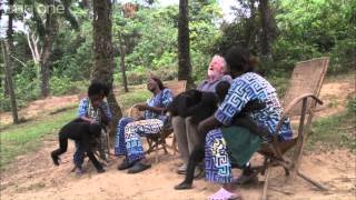 Web exclusive Bonobos cause issues for the crew  Monkey Planet  BBC One [upl. by Eatnuahc642]