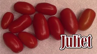 Tomato Review Juliet Hybrid [upl. by Aimej]