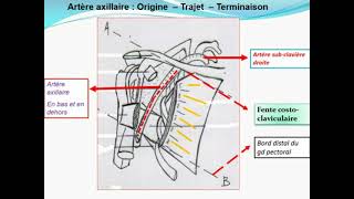 ANATOMIE MS Angiologie du membre thoracique [upl. by Bran]