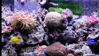 Reef Aguarium 2 year time lapse video in HD [upl. by Noside]