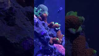 some montipora action reeftank coralreeftank aquarium fish fishtank reefkeeper [upl. by Donelson]