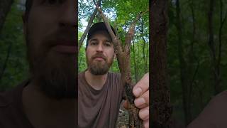 Foraging and cooking burdock root 🌱 [upl. by Fergus]