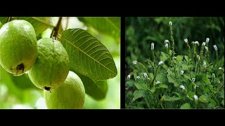 MEDICINAL AND SPIRITUAL USES OF GUAVA amp AKOFEM ATIKO Heliotropium indicum [upl. by Mcnally972]