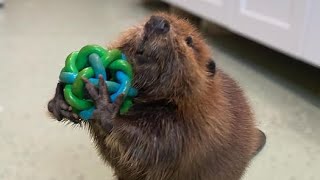 Permit issued allowing orphaned beaver to stay at Mass rescue facility [upl. by Hokanson]