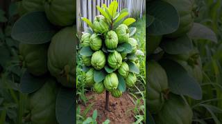 Easy and fast Method for Planting Harvest more Guava’s farming satisfying gardening [upl. by Htebizile]