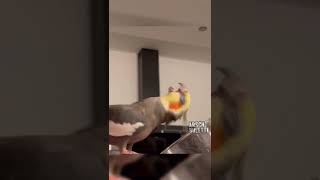 Vogel und Sprudelwasser 😹😹😹 lustigevideos birds fail funnybirds nymphensittiche funnyanimal [upl. by Nahraf]