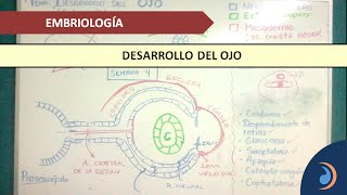 EMBRIOLOGÍA Desarrollo del ojo  Parte 1 [upl. by Eltsyrc701]