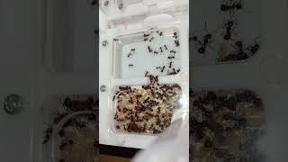 Myrmicaria brunnea муравьи мурашки ant ants [upl. by Finkelstein55]