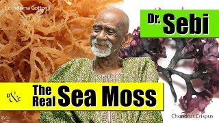 Dr Sebi Talks About The Real Sea Moss Health Benefits [upl. by Eilsel]