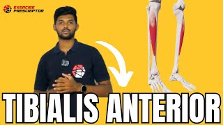 Tibialis anterior  Anatomy and Function  Exercise prescriptor [upl. by Alioz]