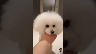 Dog lover dog puppy pets funnypuppy puppyvideos puppyhood puppypic puppylife floof pup [upl. by Anikram]