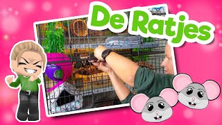 🐭 Ratjes Kooi Inrichten  Perfect Kooi [upl. by Elson831]