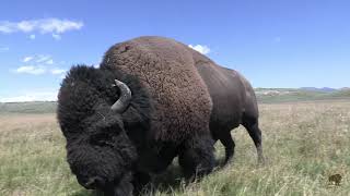 Yellowstone Bison Rut [upl. by Reinal]