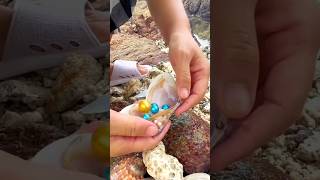 The process of collecting expensive colorful pearls from oysters [upl. by Netsrak]