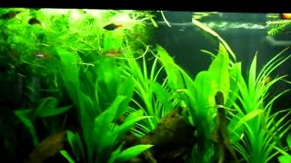 Juwel Rio 125 2  Odessa Barbs and Variatus Platy [upl. by Suolevram]