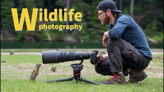 WILDLIFE PHOTOGRAPHY of SMALL ANIMALS  SHARP PRO IMAGES using the Nikon Z9 [upl. by Leima510]