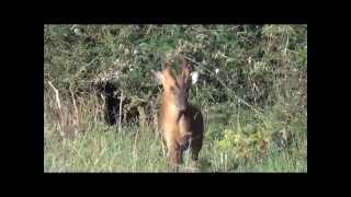 Calling Muntjac [upl. by Ociram]