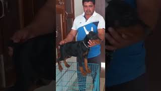 European Doberman puppies for sale 8958888838 [upl. by Irtimid]