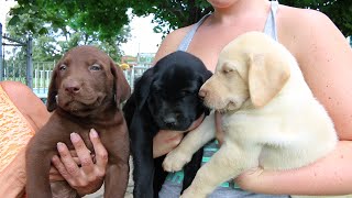 Adorable Labrador Retriever Puppies [upl. by Belda]