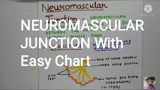 Neuromuscular Junction Acetylcholine Mechanism of Action and Clinical Importance [upl. by Shakti746]