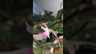 PAPHIOPEDILUM DELENATII orchid lan [upl. by Leon]