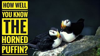 Horned Puffin  Description Characteristics and Facts [upl. by Eimarrej633]