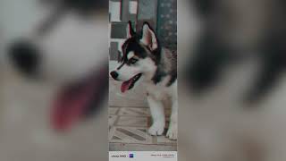 Husky vibes only😍Max vlog cutepuppy photoshoot [upl. by Henryson290]