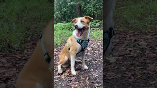 Happy Border Collie Dog On The Trail Wearing A No Pull Dog Harness dogwalking dogs bordercollie [upl. by Towland]