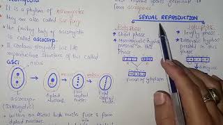 Ascomycota Life Cycle  Federal amp KPK Board  Class 11 Biology [upl. by Adnovay804]