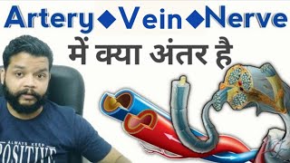 ArteryVein ओर Nerve में अंतर क्या होता है Difference Between Artery amp Vein  Gyanear [upl. by Yrokcaz]